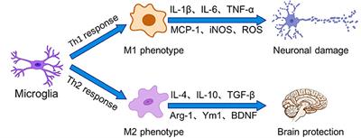 The Emerging Role of Central and Peripheral Immune Systems in Neurodegenerative Diseases
